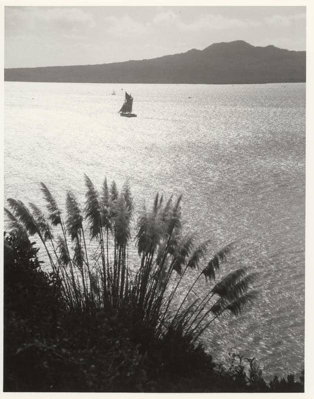 Black and white image of the scow Owhiti under sail. Seen from above and far away. A toitoi plant is in the foreground and an island is visible behind Owhiti.